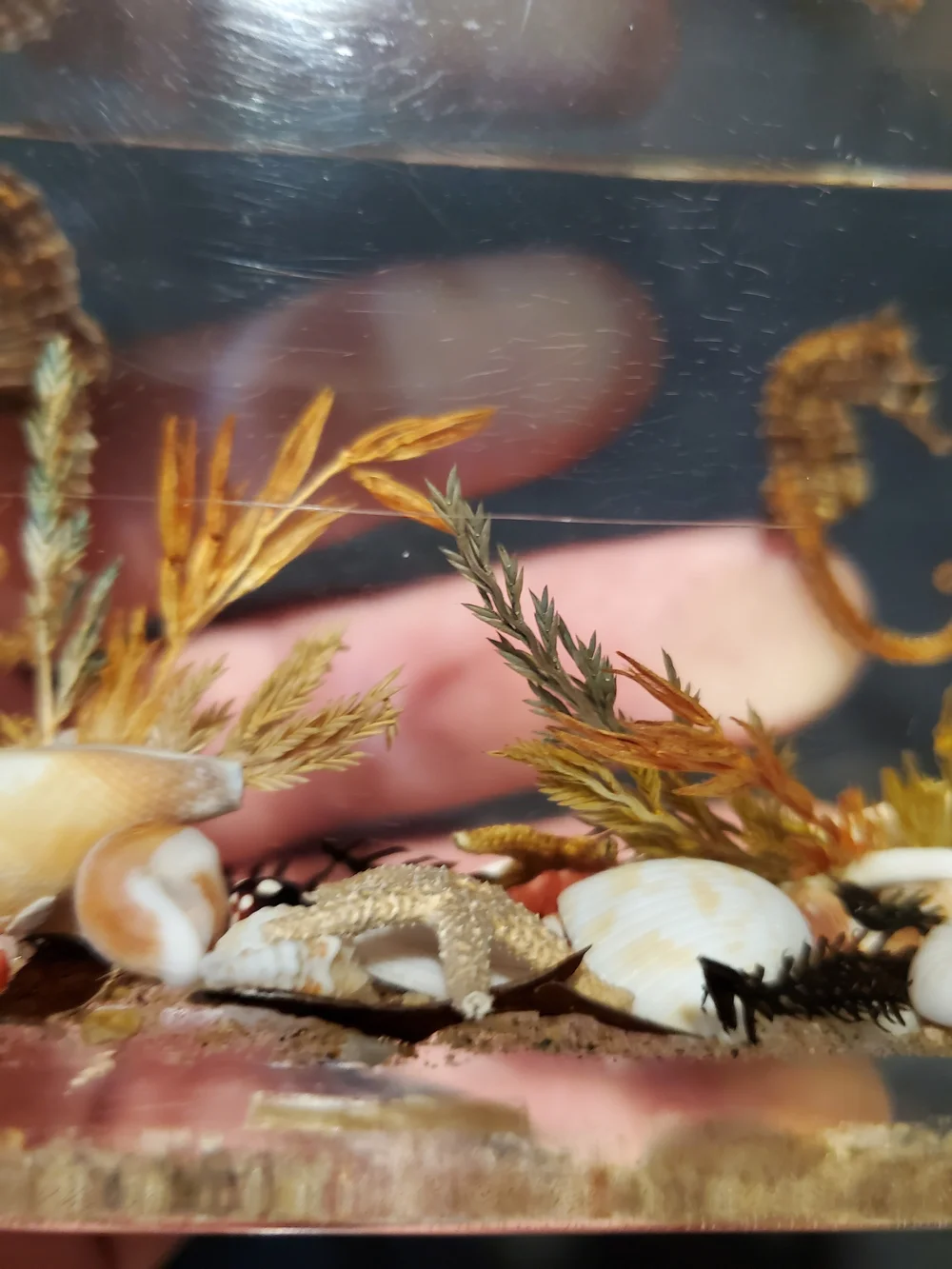 Vintage Mid-Century Canadian Lucite Seahorse Acrylic Block Paperweight